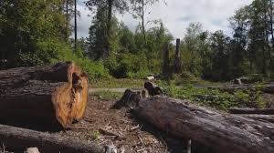 Best Firewood Processing and Delivery  in Black Point Green Point, CA