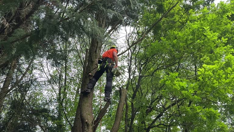  Black Point Green Point, CA Tree Care Services Pros