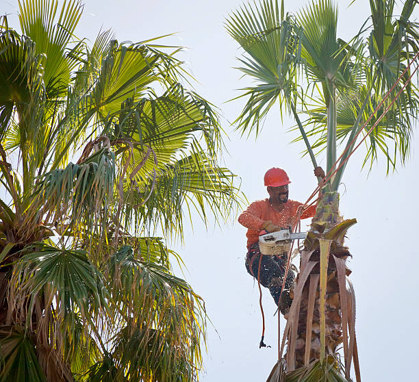 Best Tree and Shrub Care  in Black Point Green Point, CA