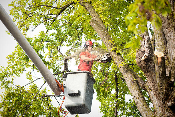 Best Tree Removal  in Black Point Green Point, CA